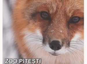 Programul de vizitare al Zoo Pitești în perioada 24-26 ianuarie 1 Zoo Pitesti