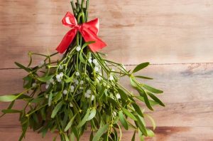 cats 1 - Semnificaţia vâscului în noaptea de Revelion