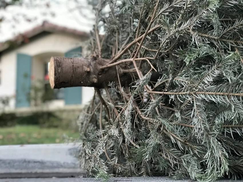 brazi Foto: Facebook Primăria Municipiului Pitești