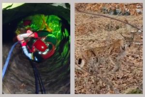(Video) Acțiune inedită a salvamontiștilor. Au salvat un râs căzut într-o fântână 1 râs salvat