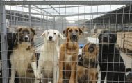 Sursă foto: Asociaţiei Tierhilfe Hoffnung – Adăpostul de Câini Smeura.