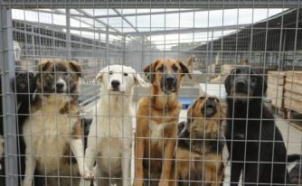 Sursă foto: Asociaţiei Tierhilfe Hoffnung – Adăpostul de Câini Smeura.