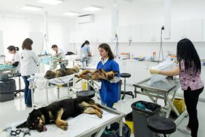 Adăpostul de Câini Smeura. Au nevoie urgentă de sprijin sub formă de sponsorizări pentru hrană și sterilizare 8 Sursă foto: Asociaţiei Tierhilfe Hoffnung – Adăpostul de Câini Smeura.