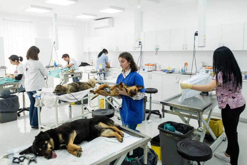 Sursă foto: Asociaţiei Tierhilfe Hoffnung – Adăpostul de Câini Smeura.