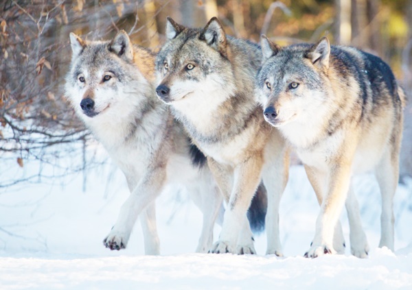 lupi lupi - Locuitorii din Mioveni invitați să celebreze “Mica Unire”