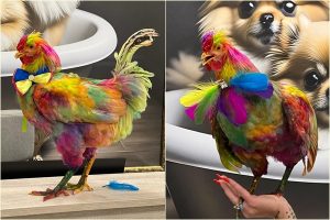 page 2 - Unic în România! Cocoș vopsit artistic, scos la licitație pentru 5.000 de euro