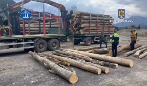 (Video) Argeșeni trimiși în judecată pentru transport ilegal de lemne 1 transport ilegal de lemne