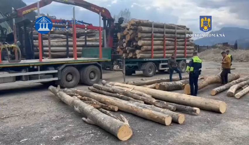 transport ilegal de lemne