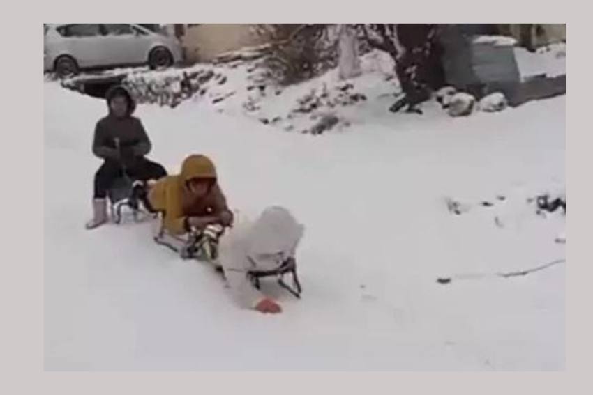 partie sanius partie sanius