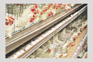 Ferma Habitat Deco – amendată cu 6.000 de lei de DSV Argeș 27 ferma gaini