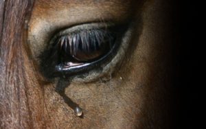 cal chinuit 1024x641 1 - Argeș. Cal bătut cu un par din lemn și cu coada unui topor