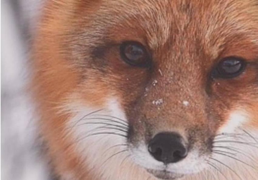 zoo pitesti deschidere 1 Sursă foto: Facebook Primăria Municipiului Pitești