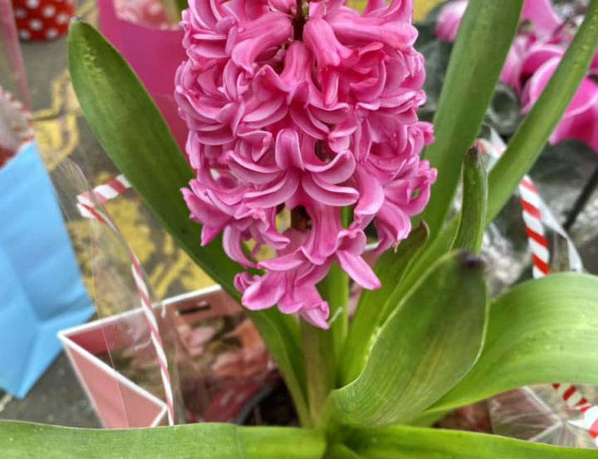 Sursă foto: FB Primăria Municipiului Pitești.