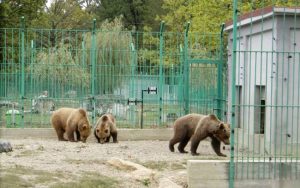 Cresc tarifele pentru vizitarea Grădinii Zoologice Pitești 1 Sursă foto: ediția tipărită