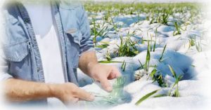 500 kg/hectar la grâu în plus datorită zăpezii!  26 colaj AGRICULTURA grâu