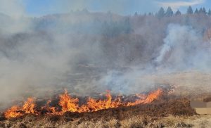 0988f8c6 97d3 418c 91d0 7b6e2955d9c3 - 7 incendii de vegetație în Argeș