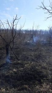 7 incendii de vegetație în Argeș 2 40a6b5d3 5c44 47f3 b5b2 b90b13d399a0 - 7 incendii de vegetație în Argeș