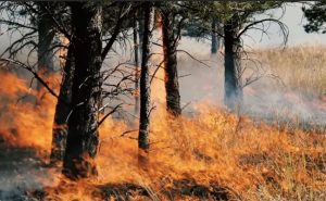 Alte 4 incendii de vegetație în Argeș! 1 655328f3 591e 4884 8aa0 da23d0fceedd - Alte 4 incendii de vegetație în Argeș!
