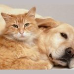 sterilizari caini si pisici