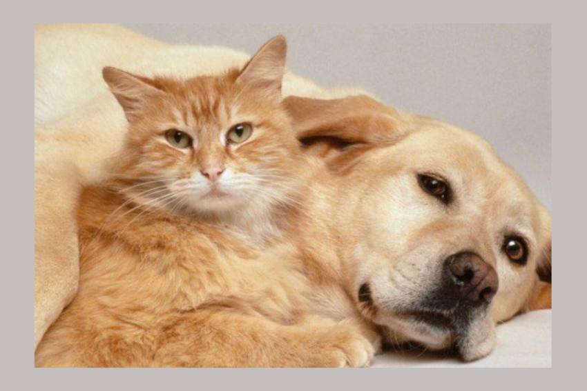 sterilizari caini si pisici sterilizari caini si pisici