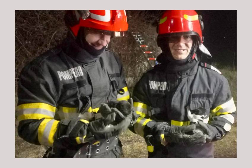 catelusi salvati pompieri Argeș catelusi salvati pompieri Argeș