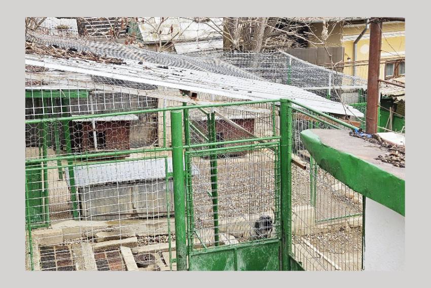 Locuitorii de pe strada Trivale sunt revoltați: adăpost de câini neautorizat în buricul Piteștiului 2 Untitled Project 3 - Locuitorii de pe strada Trivale sunt revoltați: adăpost de câini neautorizat în buricul Piteștiului