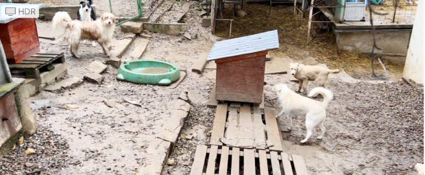 Locuitorii de pe strada Trivale sunt revoltați: adăpost de câini neautorizat în buricul Piteștiului 1 caini - Locuitorii de pe strada Trivale sunt revoltați: adăpost de câini neautorizat în buricul Piteștiului