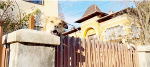 Locuitorii de pe strada Trivale sunt revoltați: adăpost de câini neautorizat în buricul Piteștiului 23 poza centrala - Locuitorii de pe strada Trivale sunt revoltați: adăpost de câini neautorizat în buricul Piteștiului