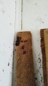 Pitești. Focar de infecție în casa unei foste profesoare! 4 35e28975 9283 46ef af0a a17907edf289 - Pitești. Focar de infecție în casa unei foste profesoare!