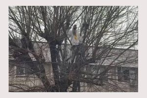 Untitled Project 2 - Stegarul dac, de 24 de ore în copac. Protestează față de arestarea lui Bogdan Peșchir