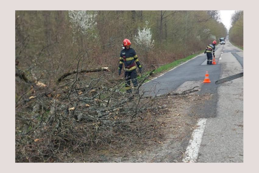 copac cazut Argeș copac cazut Argeș