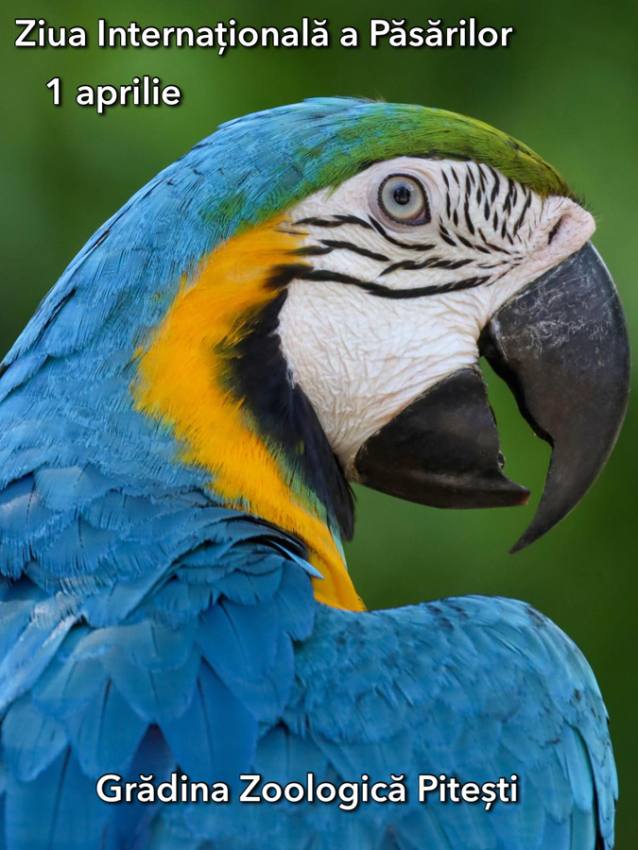 Sursă foto: FB Primăria Municipiului Pitești.