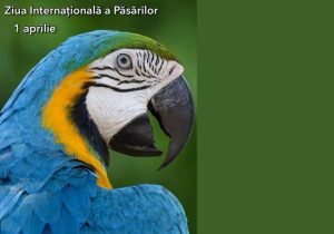 Sursă foto: FB Primăria Municipiului Pitești.