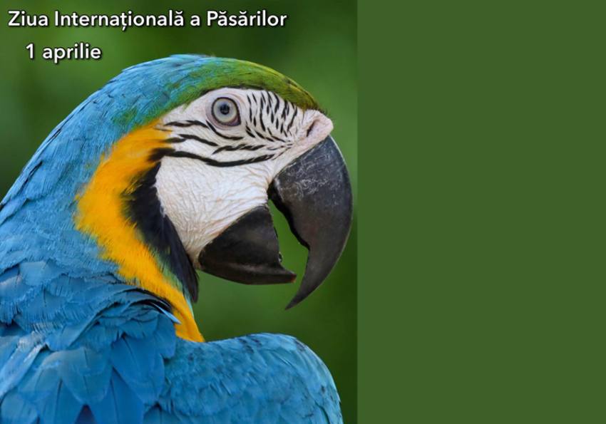 Sursă foto: FB Primăria Municipiului Pitești.