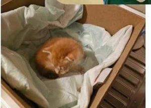 489031397 974531794861670 9176335377666313612 n - Fiecare viață contează! Pompierii argeșeni, eroii unei pisicuțe curioase