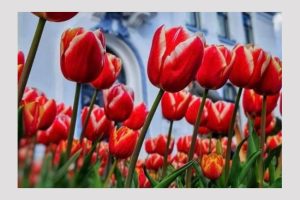 Cea de-a 48-a ediție a Festivalului „Simfonia Lalelelor” se apropie! 1 Simfonia Lalelelor