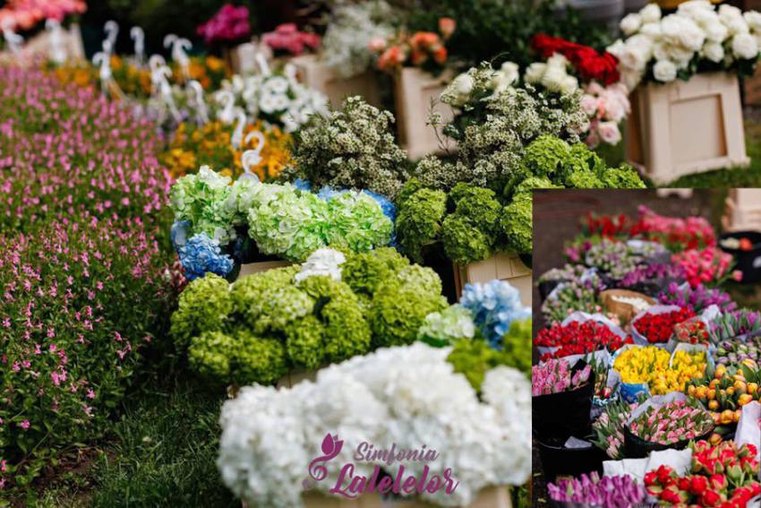 simfonia lalelelor 3 Sursă foto: FB Primăria MUnicipiului Pitești.