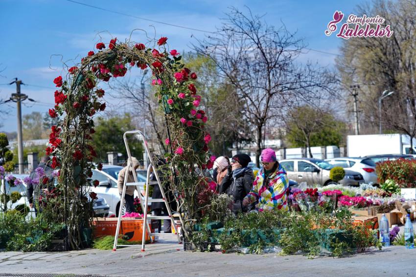 Ultimele pregătiri. Cei mai buni floriști din România au venit la Simfonia Lalelelor 1 Sursă foto: FB Primăria Municipiului Pitești.
