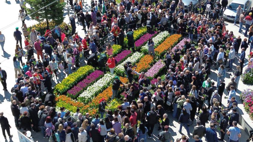 daruit lalele genric 2025 lunca generic - De Florii, 20.000 de lalele au fost oferite, de municipalitate, piteștenilor!