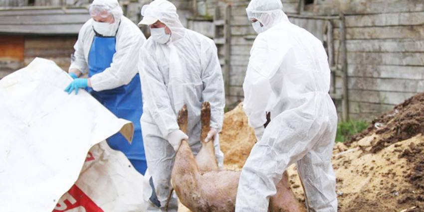 pesta porcina pesta porcina