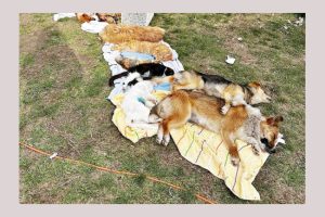 Campanie de sterilizare a câinilor din Bradu în luna aprilie 8 sterilizari Bradu