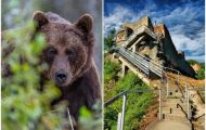 ursi Cetatea Poenari