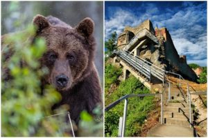 ursi Cetatea Poenari