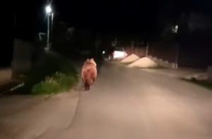 5b2d26c8 4210 4c28 81a3 1c24c0dbae90 - (VIDEO) Alertă în Budeasa! A fost semnalată prezența unui urs