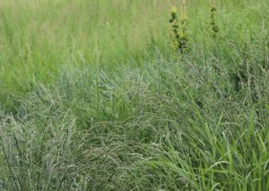 Sursă foto: FB Primăria Orasului Mioveni