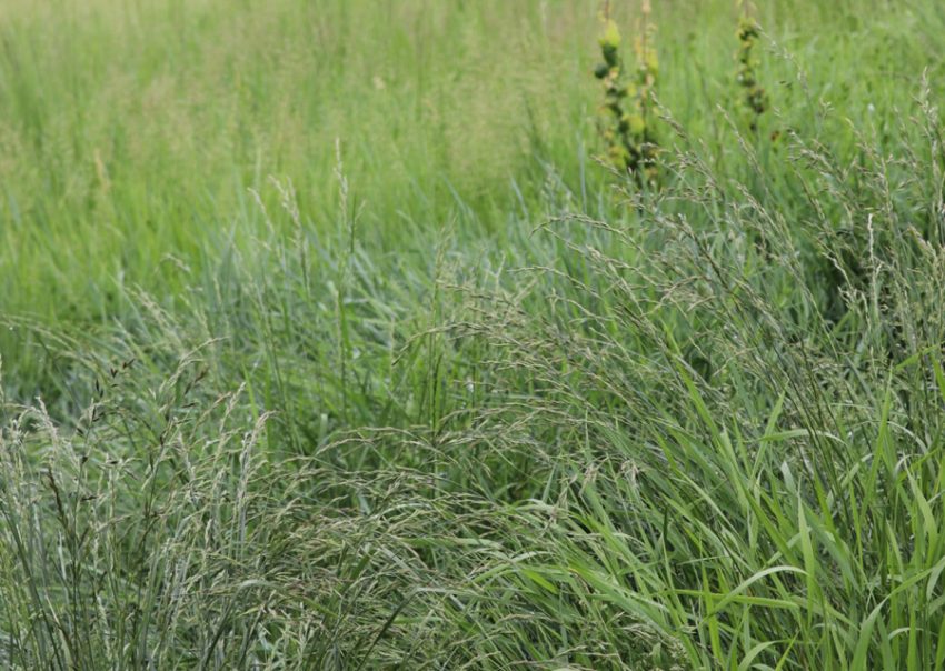 iarba mare generic Sursă foto: FB Primăria Orasului Mioveni