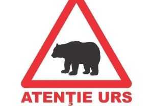 Alertă în Budeasa! A fost semnalată prezența unui urs 1 498904119 1096333309180628 2400164496318201560 n - Alertă în Budeasa! A fost semnalată prezența unui urs