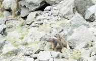 marmote