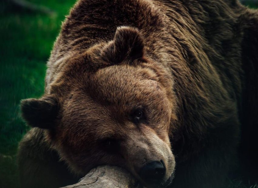 urs zoo 1 Sursă foto: Primăria MUnicipiului Pitești.