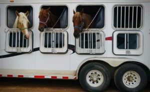 Măsuri obligatorii pentru transportul animalelor în perioada caniculară 1 dsv 4 - Măsuri obligatorii pentru transportul animalelor în perioada caniculară